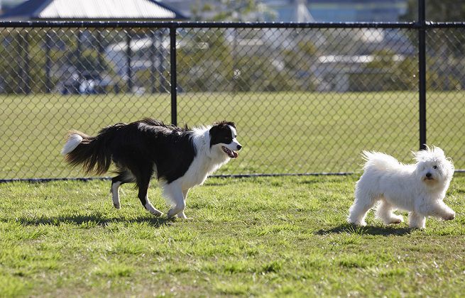 Immagine di copertina per Proroga termini manifestazione di interesse per realizzazione e gestione area addestramento e sgambamento cani